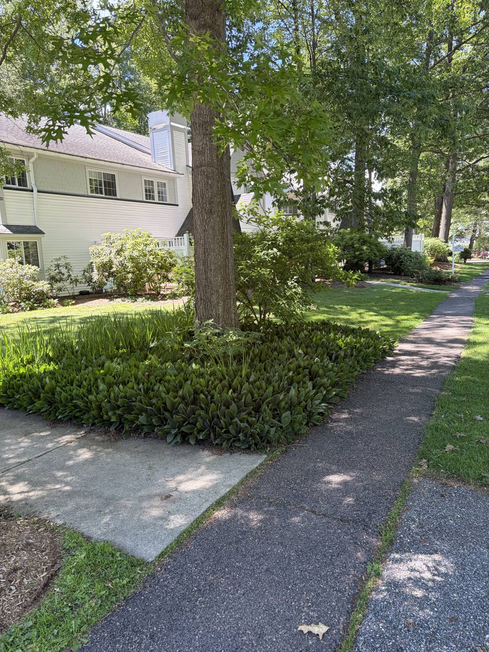 Maintained landscaped beds and walkway at a Chittenden County condominium community